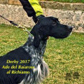 Setter Anglais ADE DEL BAIAROSS Setter Anglais ADE DEL BAIAROSS